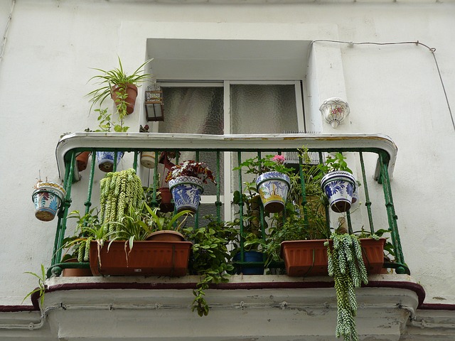 balkonové květiny
